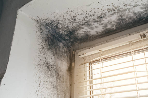 Affordable Mold Cleanup solutions in Highlands, NJ